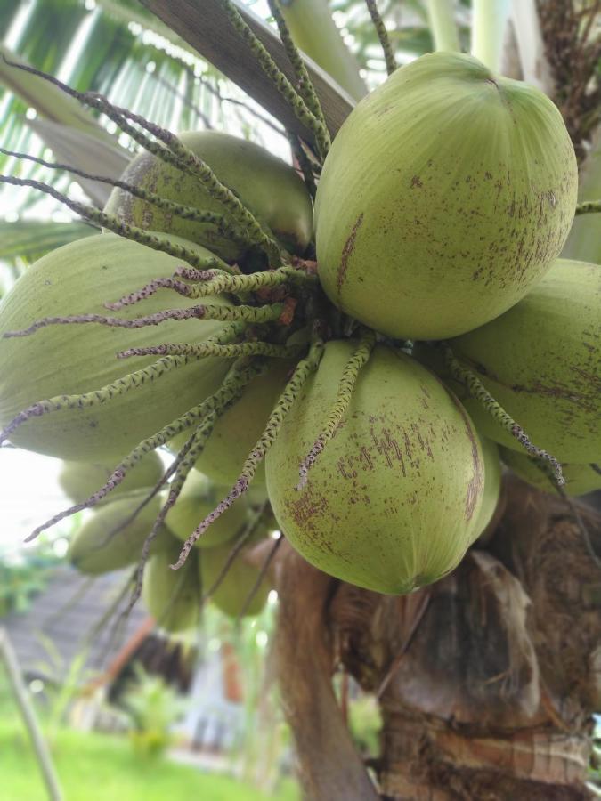 Coconut Gili Meno Hotel Bagian luar foto